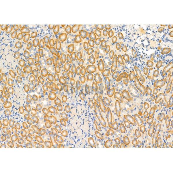 IGFL2 Antibody - DF10110 at 1/100 staining Rat kidney tissue by IHC-P.