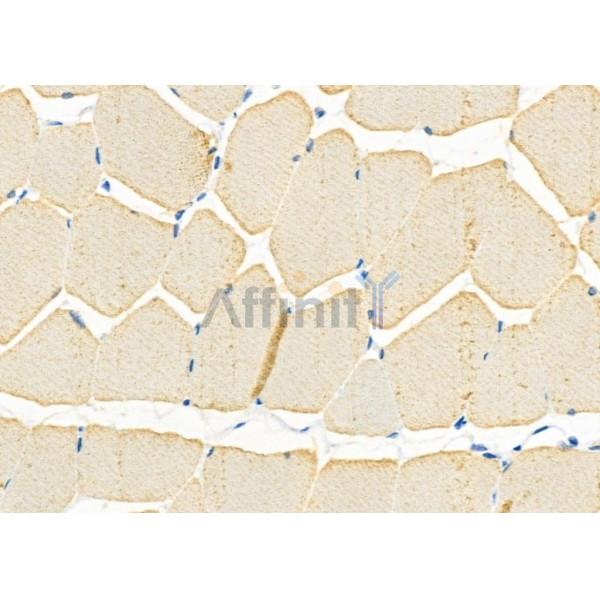 IGFL2 Antibody - DF10110 at 1/100 staining Rat muscle tissue by IHC-P.