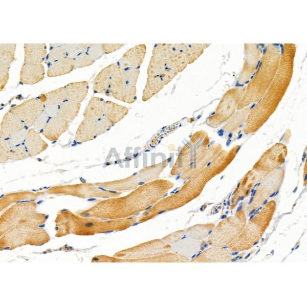 IGFL2 Antibody - DF10110 at 1/100 staining Rat skin tissue by IHC-P.