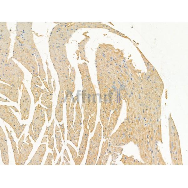 DPP9 - Catalytic domain Antibody - DF13332 at 1/100 staining Mouse heart tissue by IHC-P.