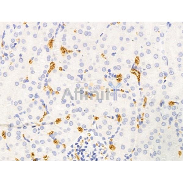 Hhip Antibody - DF13634 at 1/100 staining Mouse kidney tissue by IHC-P.