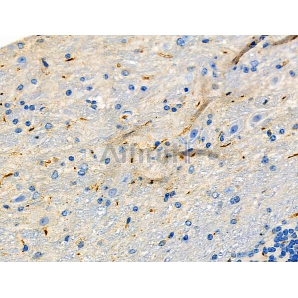 HAPLN1 Antibody - DF2923 at 1/100 staining Mouse brain tissue by IHC-P.