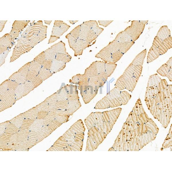 MRPL39 Antibody - DF4175 at 1/100 staining Mouse muscle tissue by IHC-P.