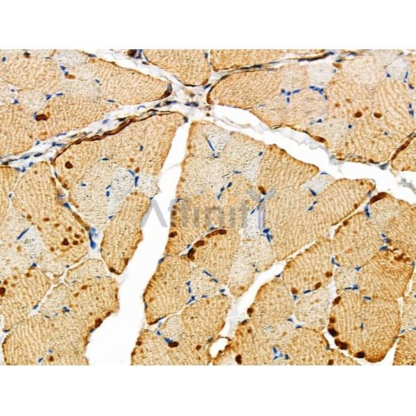 MRPL39 Antibody - DF4175 at 1/100 staining Rat skin tissue by IHC-P.