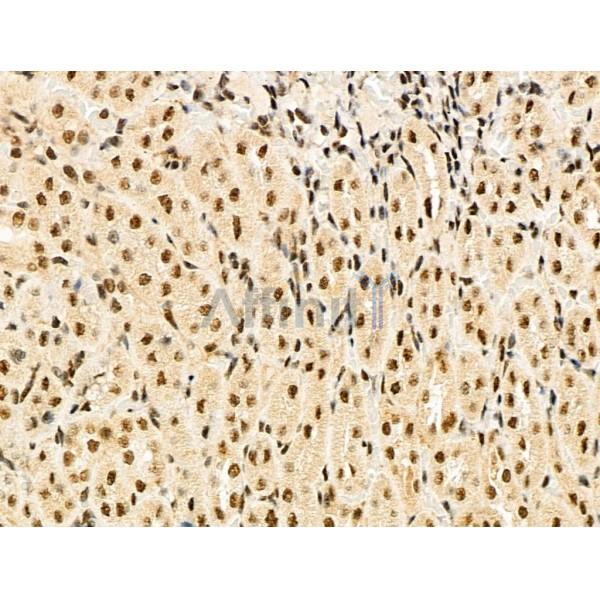 MDFI Antibody - DF4193 at 1/100 staining Rat kidney tissue by IHC-P.