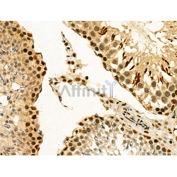 MDFI Antibody - DF4193 at 1/100 staining Rat testis tissue by IHC-P.