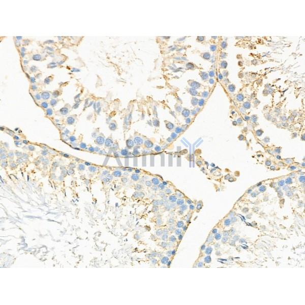 NCAN Antibody - DF4236 at 1/100 staining Rat testis tissue by IHC-P.
