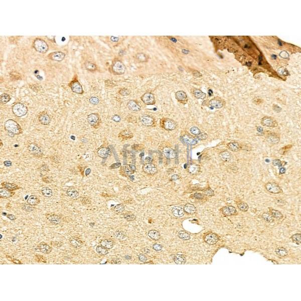 VGF Antibody - DF4244 at 1/100 staining Rat kidney tissue by IHC-P.