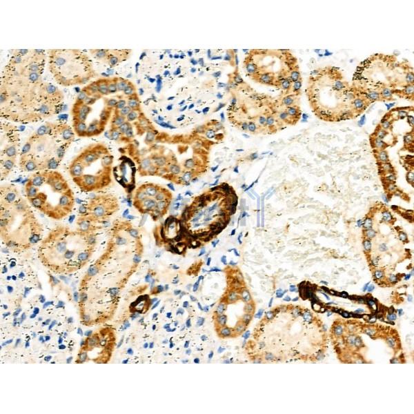 KCNK15 Antibody - DF4307 at 1/100 staining Rat kidney tissue by IHC-P.