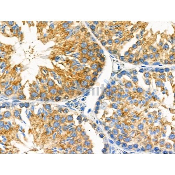 MOV10L1 Antibody - DF4361 at 1/100 staining Mouse testis tissue by IHC-P.