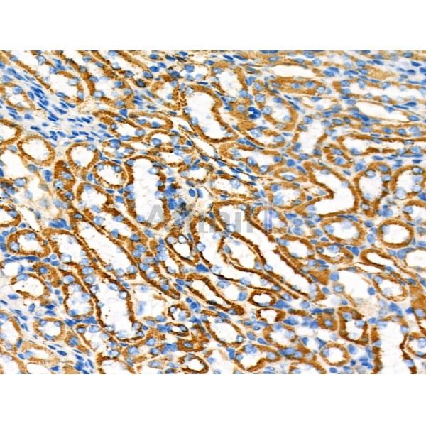 PDHA1 Antibody - DF4367 at 1/100 staining Mouse kidney tissue by IHC-P.