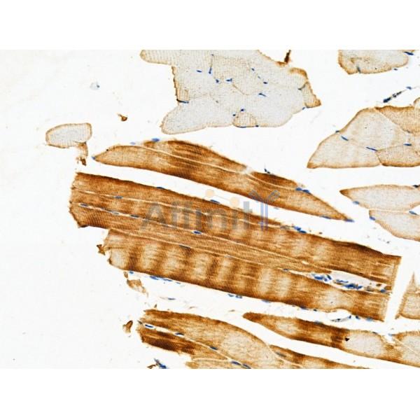 PDHA1 Antibody - DF4367 at 1/100 staining Mouse muscle tissue by IHC-P.