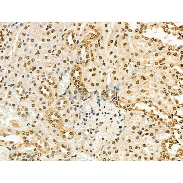 UBAP2L Antibody - DF4599 at 1/100 staining Rat kidney tissue by IHC-P.