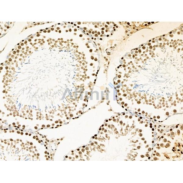 UBAP2L Antibody - DF4599 at 1/100 staining Rat testis tissue by IHC-P.