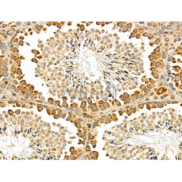 CACNA2D4 Antibody - DF4614 at 1/100 staining Mouse testis tissue by IHC-P.