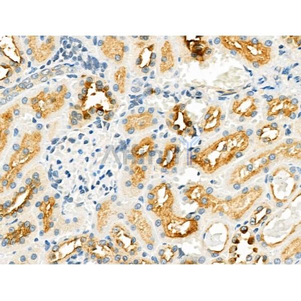 ZP1 Antibody - DF4641 at 1/100 staining Rat kidney tissue by IHC-P.