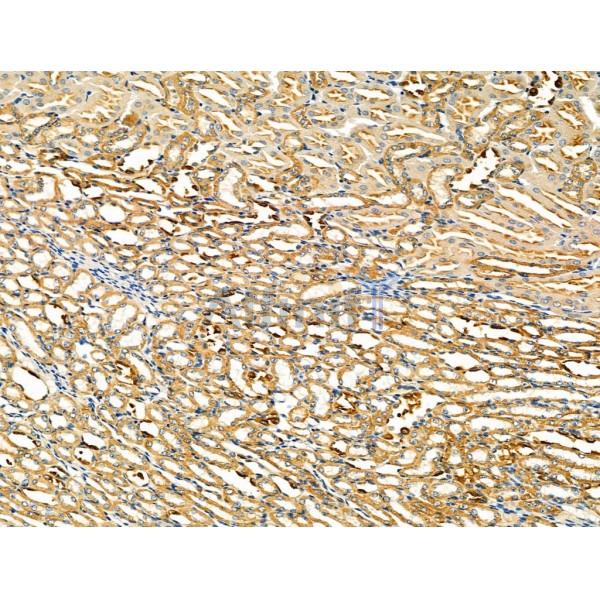 ZP4 Antibody - DF4642 at 1/100 staining Mouse kidney tissue by IHC-P.