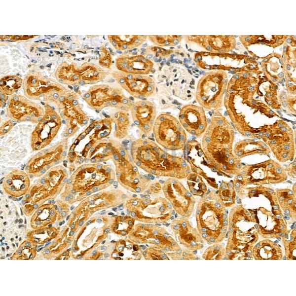 ZP4 Antibody - DF4642 at 1/100 staining Rat kidney tissue by IHC-P.