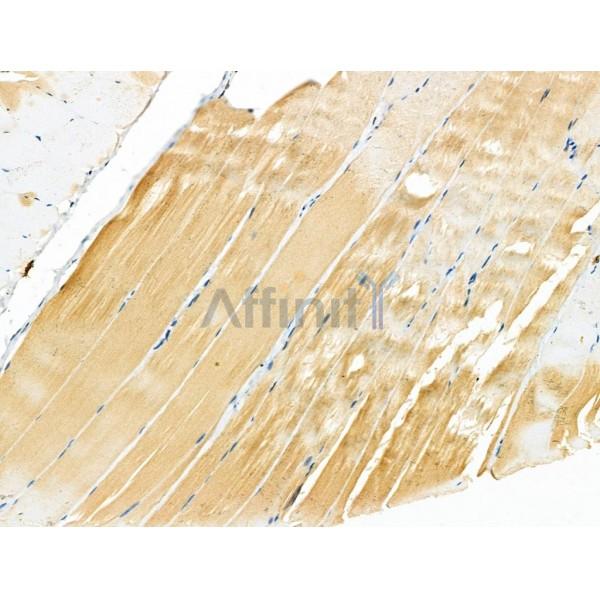 ZP4 Antibody - DF4642 at 1/100 staining Rat muscle tissue by IHC-P.