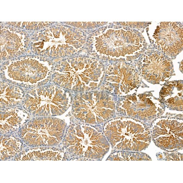 Rad51C Antibody - DF4644 at 1/100 staining Mouse testis tissue by IHC-P.