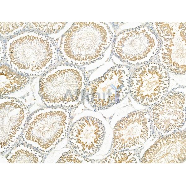 Rad51C Antibody - DF4644 at 1/100 staining Rat testis tissue by IHC-P.