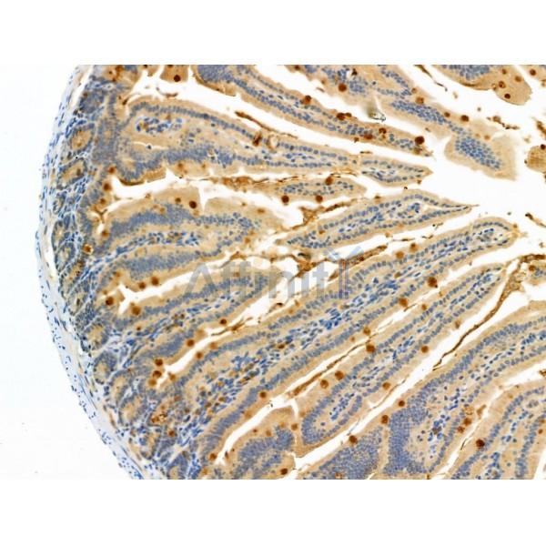 NDFIP1 Antibody - DF4681 at 1/100 staining Mouse colorectal tissue by IHC-P.