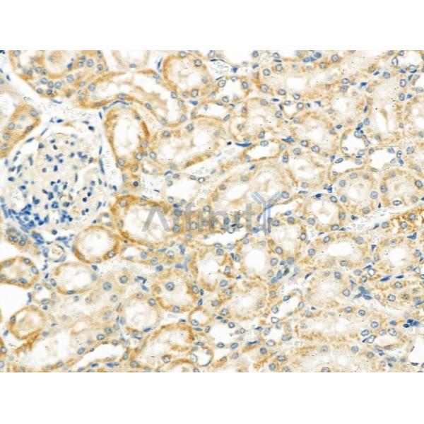 NDFIP1 Antibody - DF4681 at 1/100 staining Rat kidney tissue by IHC-P.