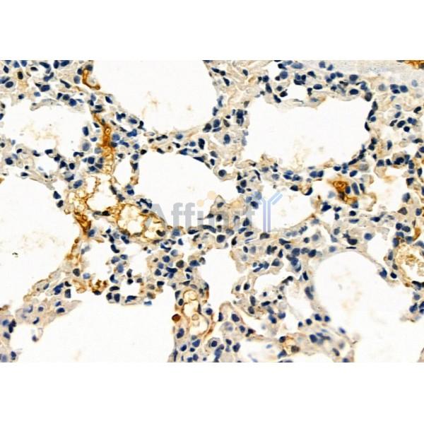 SPON2 Antibody - DF4682 at 1/100 staining Mouse lung tissue by IHC-P.