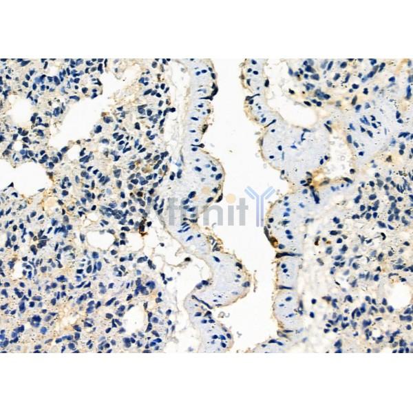 SPON2 Antibody - DF4682 at 1/100 staining Rat lung tissue by IHC-P.