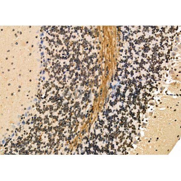 TAIP-2 Antibody - DF4726 at 1/100 staining Mouse brain tissue by IHC-P.