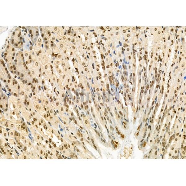TAIP-2 Antibody - DF4726 at 1/100 staining Mouse stomach tissue by IHC-P.