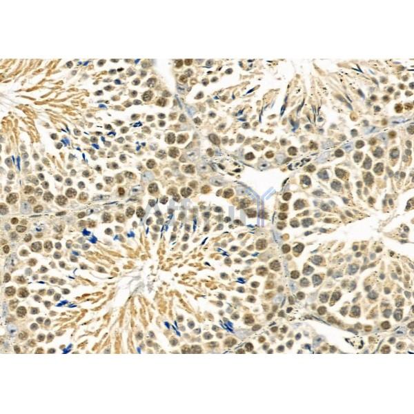 TAIP-2 Antibody - DF4726 at 1/100 staining Mouse testis tissue by IHC-P.