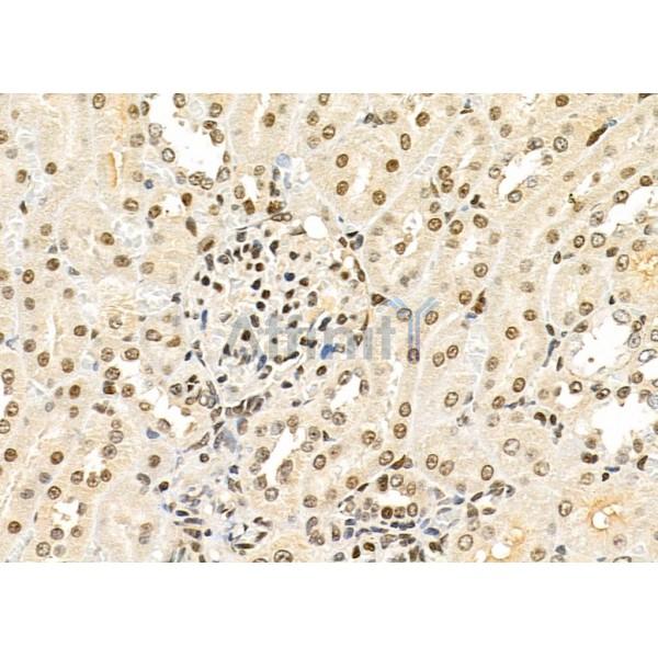 TAIP-2 Antibody - DF4726 at 1/100 staining Rat kidney tissue by IHC-P.