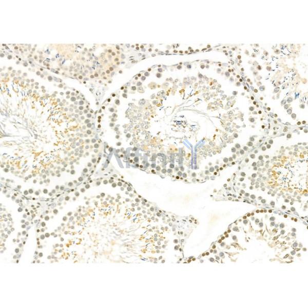 TAIP-2 Antibody - DF4726 at 1/100 staining Rat testis tissue by IHC-P.