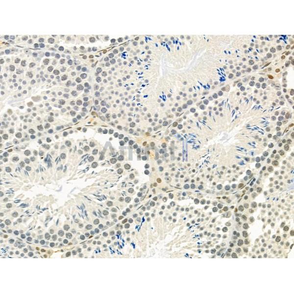 GATA6 Antibody - DF4736 at 1/100 staining Mouse testis tissue by IHC-P.