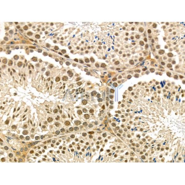 POU4F1 Antibody - DF4771 at 1/100 staining Mouse testis tissue by IHC-P.
