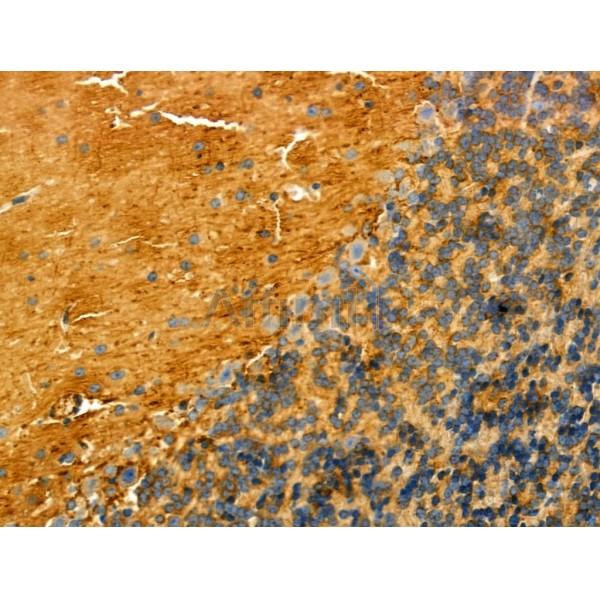 INA Antibody - DF4833 at 1/100 staining Mouse brain tissue by IHC-P.