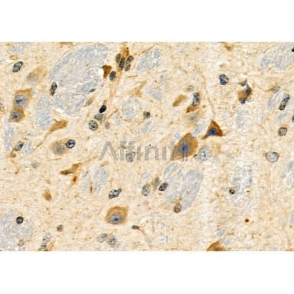 GPR176 Antibody - DF4887 at 1/100 staining Mouse brain tissue by IHC-P.