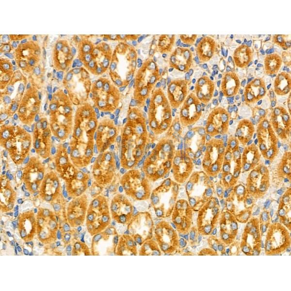 GPR101 Antibody - DF4938 at 1/100 staining Rat kidney tissue by IHC-P.