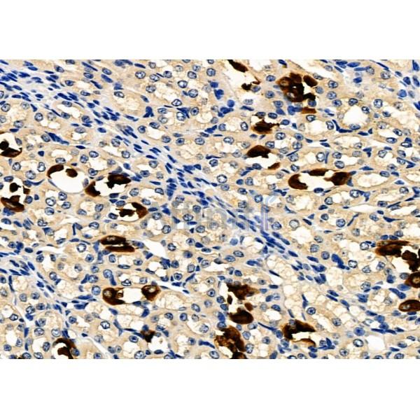 GPR133 Antibody - DF4947 at 1/100 staining Mouse kidney tissue by IHC-P.