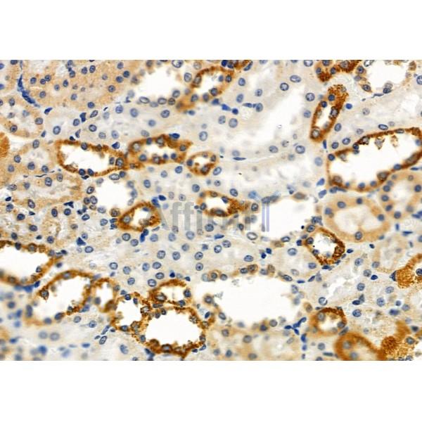 GPR133 Antibody - DF4947 at 1/100 staining Rat kidney tissue by IHC-P.