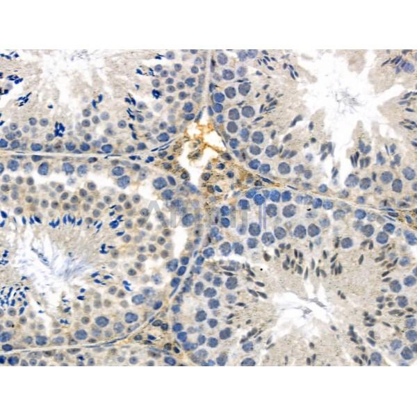 GPR135 Antibody - DF4948 at 1/100 staining Mouse testis tissue by IHC-P.