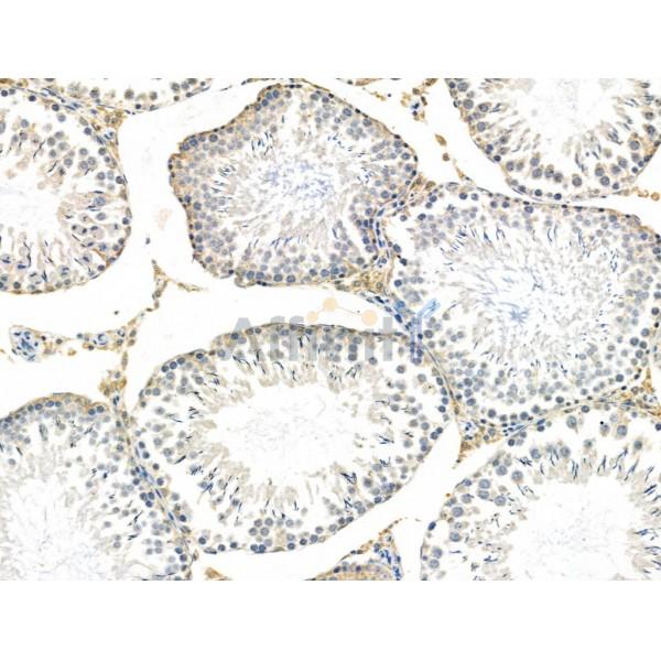 GPR135 Antibody - DF4948 at 1/100 staining Rat testis tissue by IHC-P.