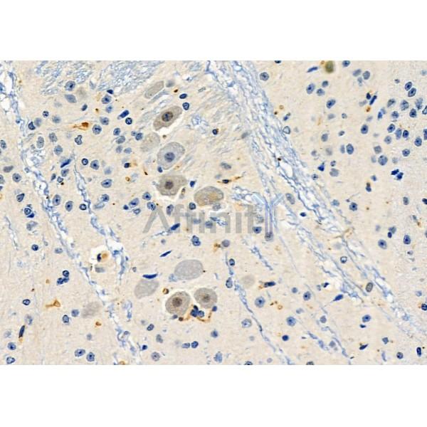 GPR153 Antibody - DF4954 at 1/100 staining Mouse brain tissue by IHC-P.