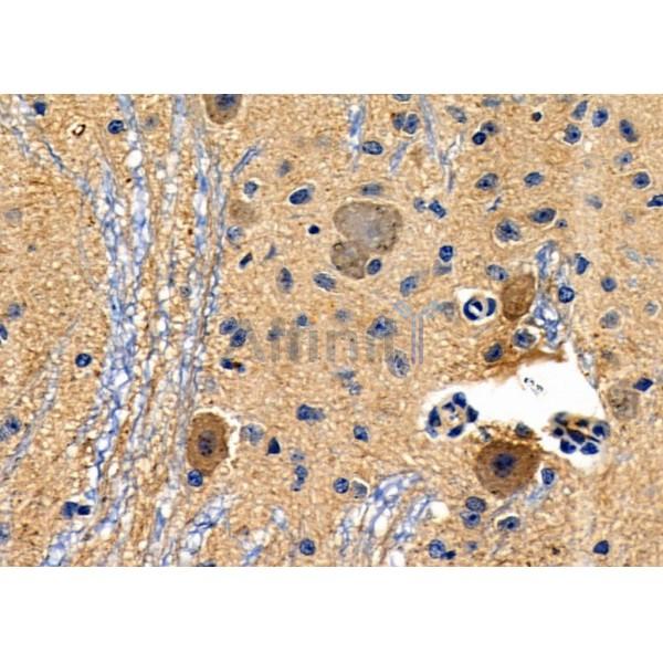 GPR34 Antibody - DF4972 at 1/100 staining Mouse brain tissue by IHC-P.