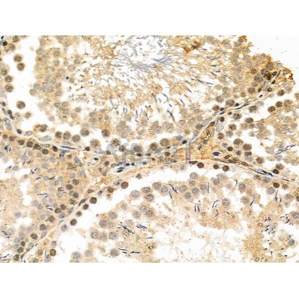 NUDT6 Antibody - DF6063 at 1/100 staining Rat testis tissue by IHC-P.