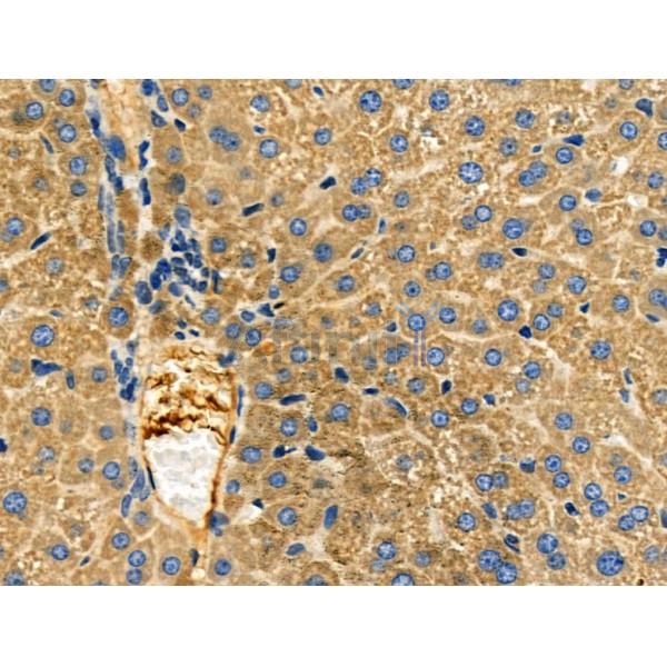 S100B Antibody - DF6116 at 1/100 staining Mouse liver tissue by IHC-P.