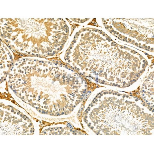 S100B Antibody - DF6116 at 1/100 staining Rat testis tissue by IHC-P.