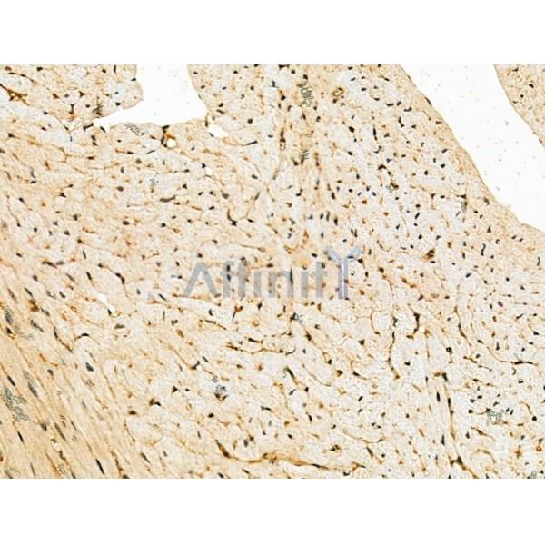 SIRT7 Antibody - DF6161 at 1/100 staining Mouse heart tissue by IHC-P.