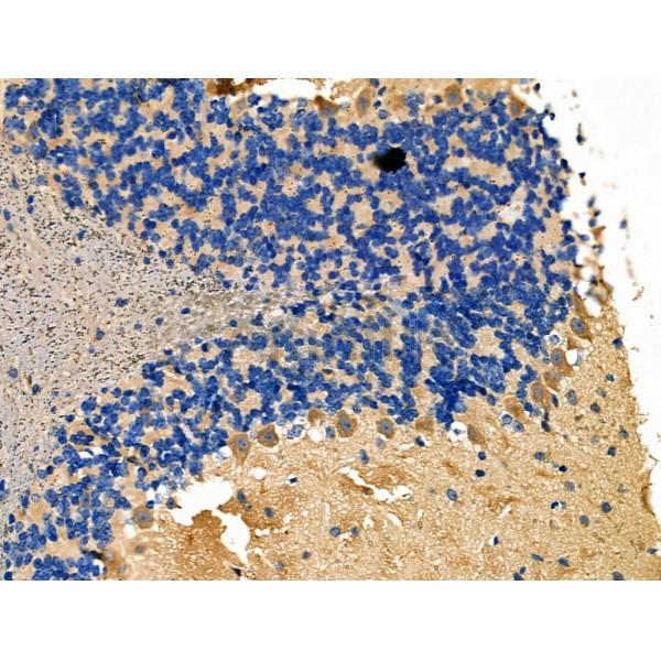 NCK1 Antibody - DF6181 at 1/100 staining Mouse brain tissue by IHC-P.